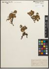 Foto von Salix reticulata L.